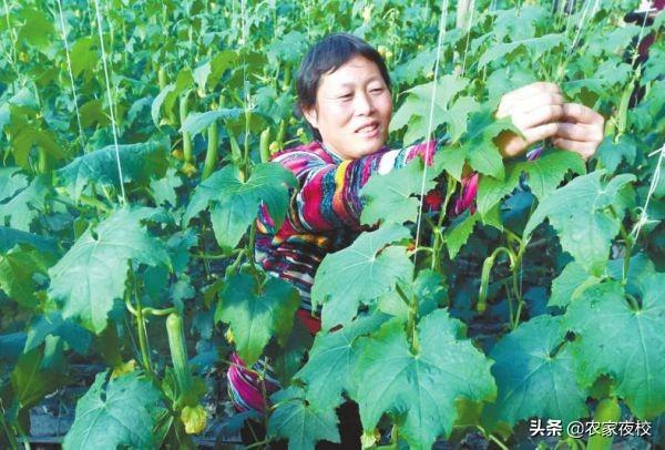 种植丝瓜家庭技术视频_种植丝瓜家庭技术视频教程_家庭丝瓜的种植技术