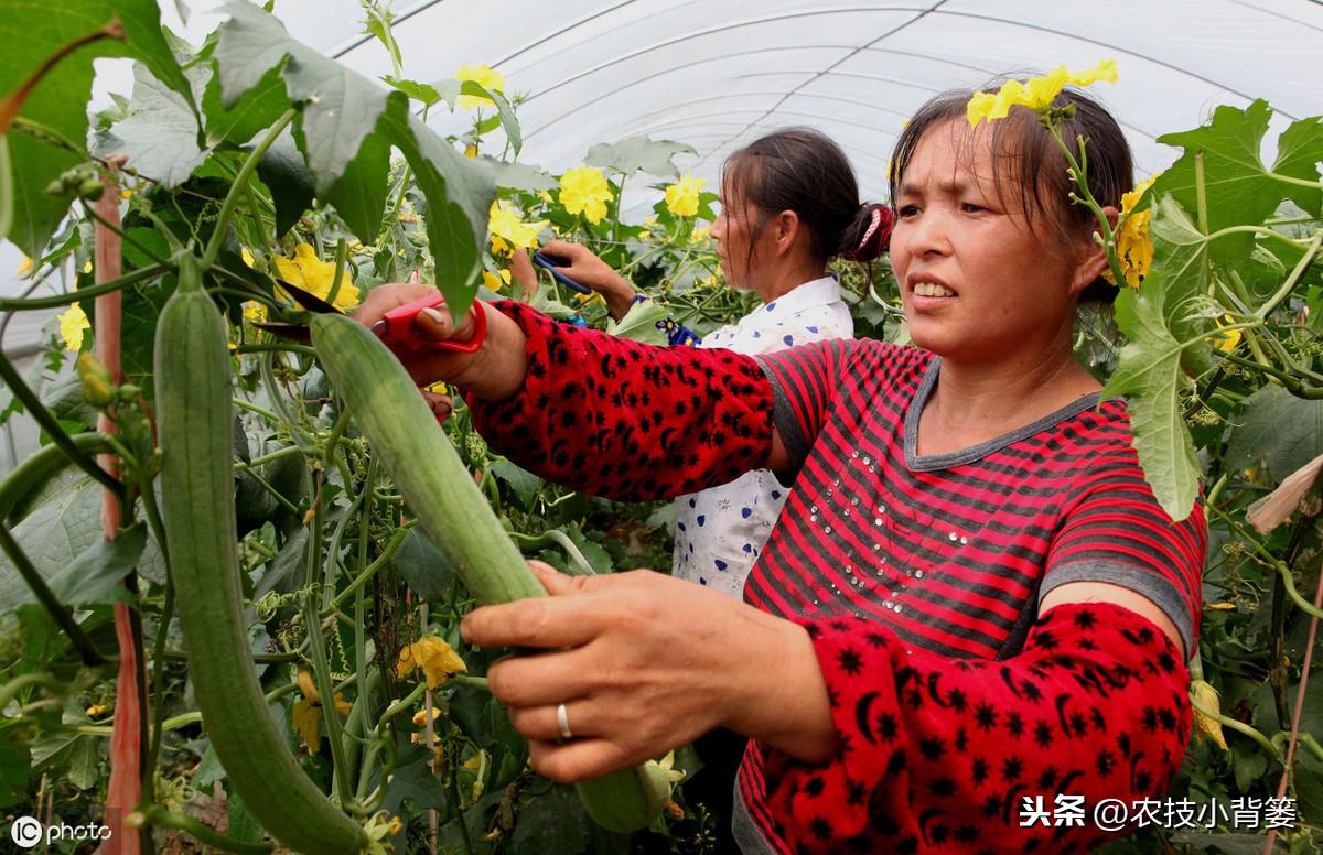 种植丝瓜家庭技术视频_家庭丝瓜的种植技术_种植丝瓜家庭技术与管理