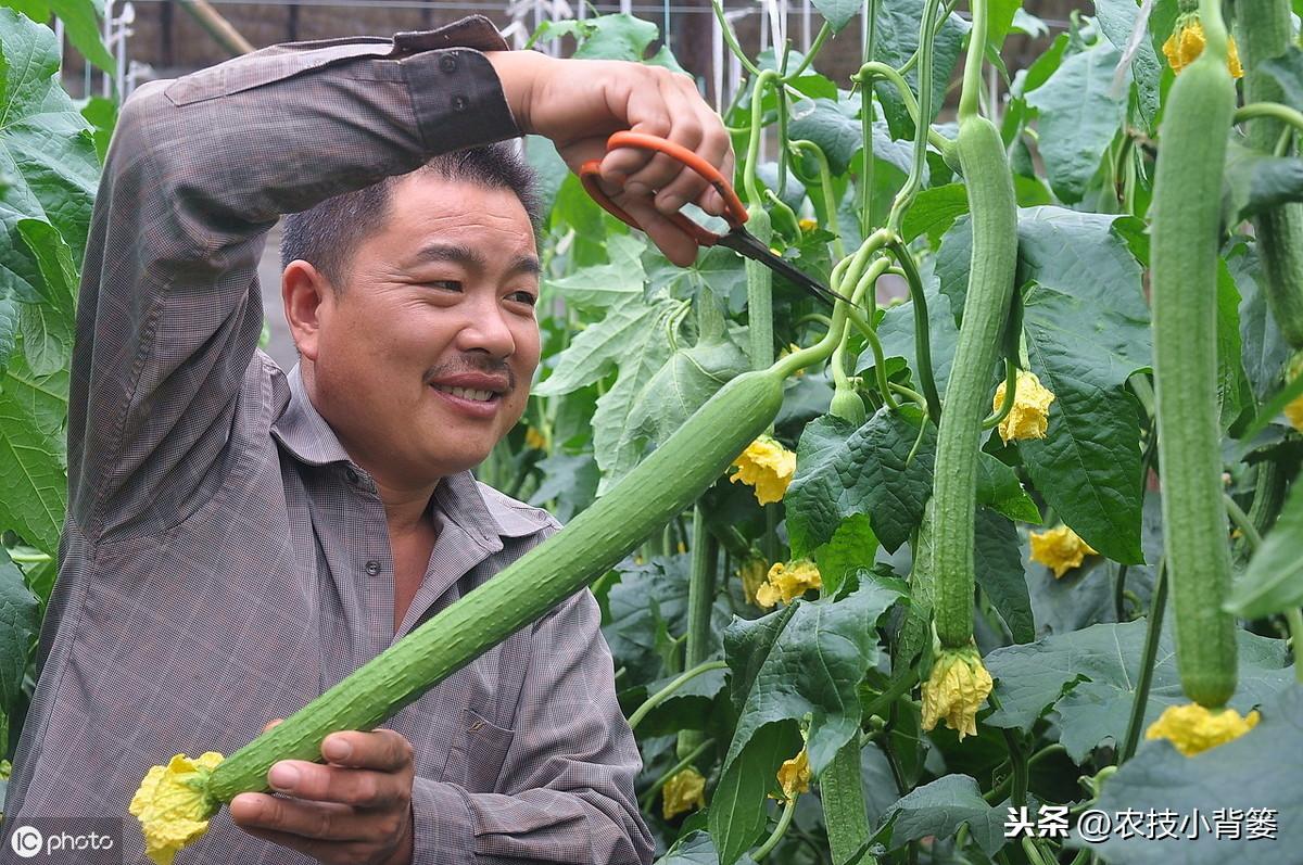 种植丝瓜家庭技术与管理_家庭丝瓜的种植技术_种植丝瓜家庭技术视频