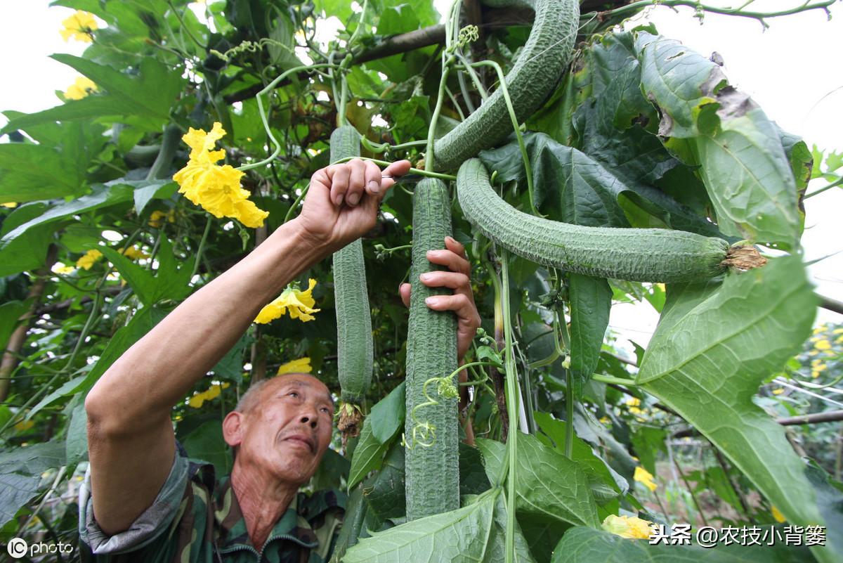 家庭丝瓜的种植技术_种植丝瓜家庭技术与管理_种植丝瓜家庭技术视频