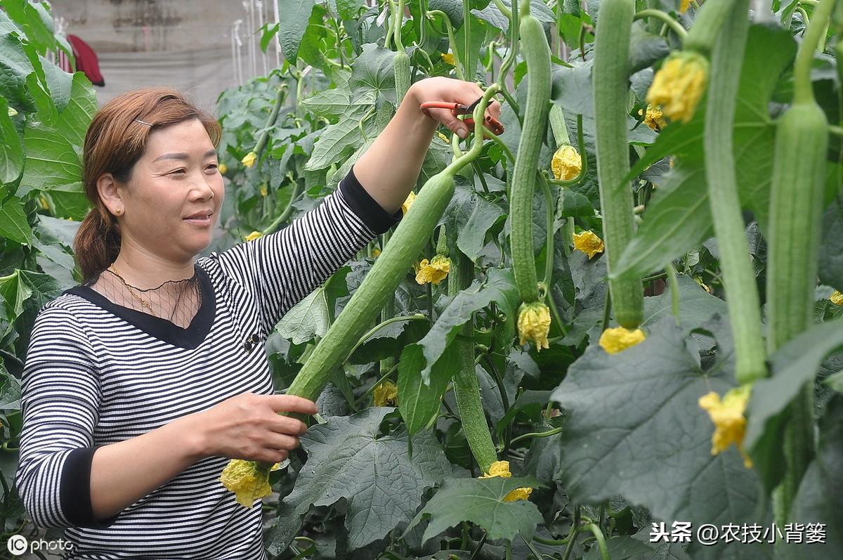 种植丝瓜家庭技术视频_种植丝瓜家庭技术与管理_家庭丝瓜的种植技术