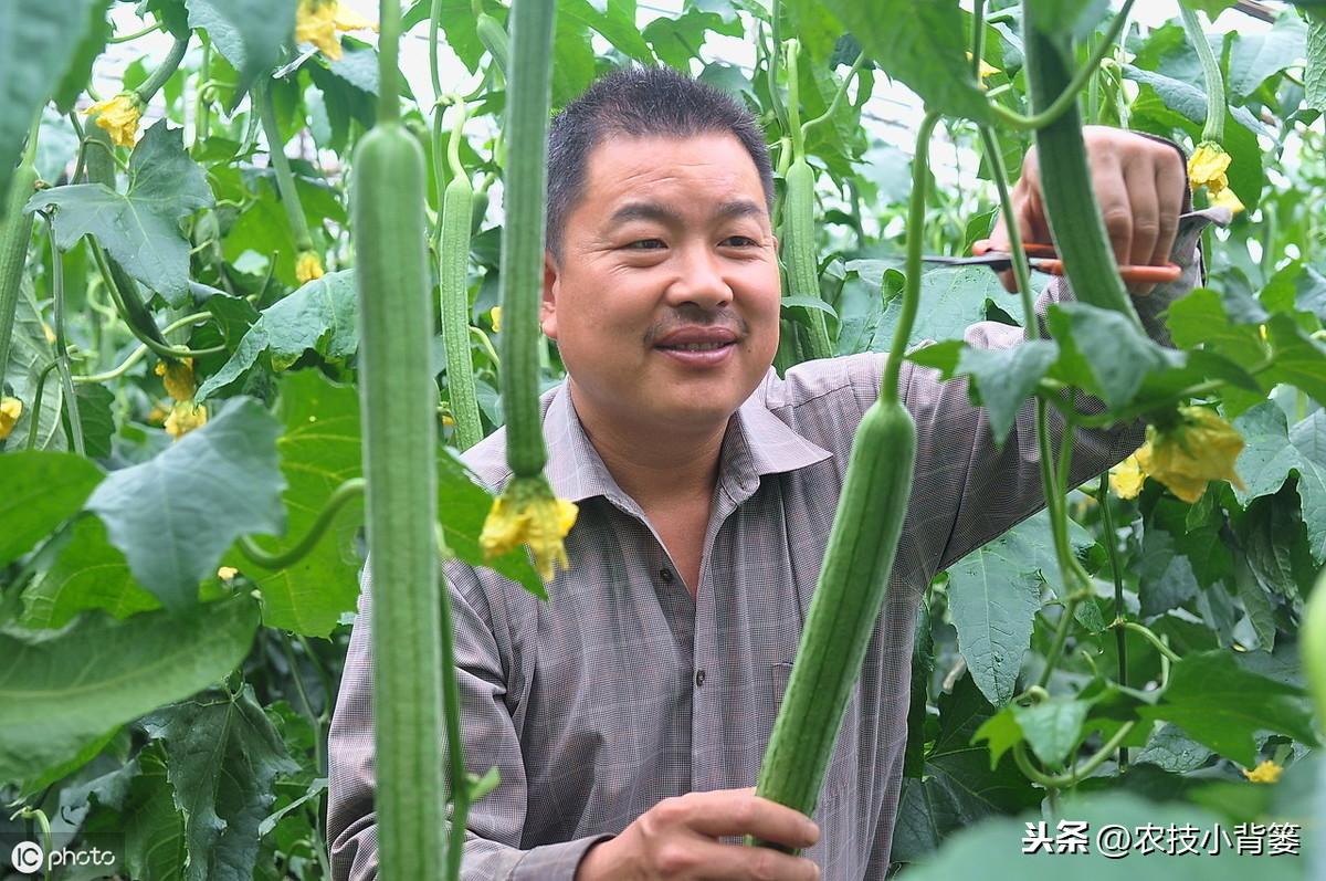 种植丝瓜家庭技术与管理_家庭丝瓜的种植技术_种植丝瓜家庭技术视频