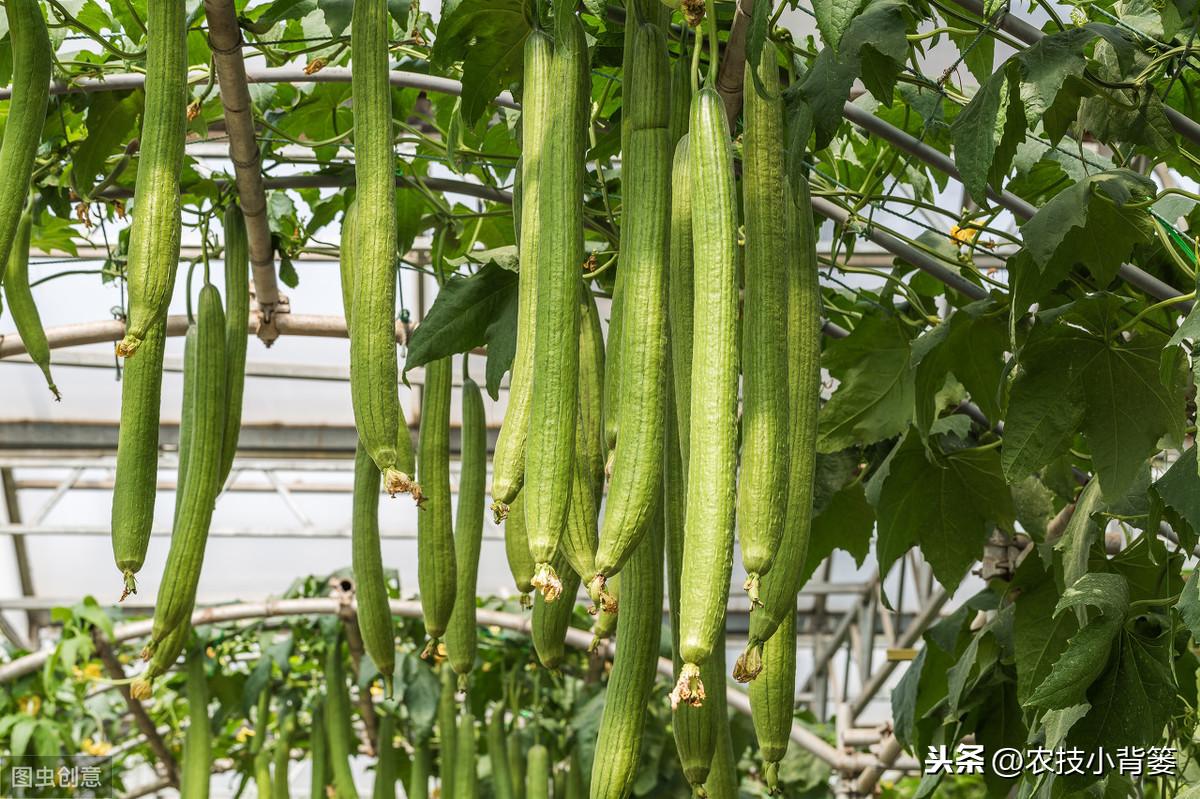 种植丝瓜家庭技术视频_家庭丝瓜的种植技术_种植丝瓜家庭技术与管理