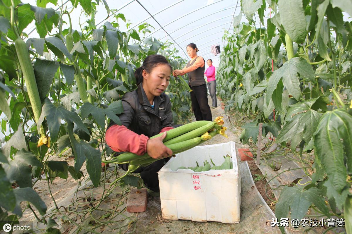 种植丝瓜家庭技术视频_种植丝瓜家庭技术与管理_家庭丝瓜的种植技术