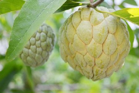 释迦果种植技术_释迦果种植技术视频_种植释迦果的注意事项