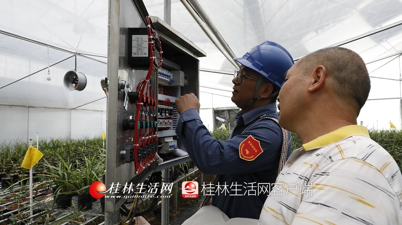 广西农村种植什么最赚钱_广西农村种植致富_广西山区种植什么致富