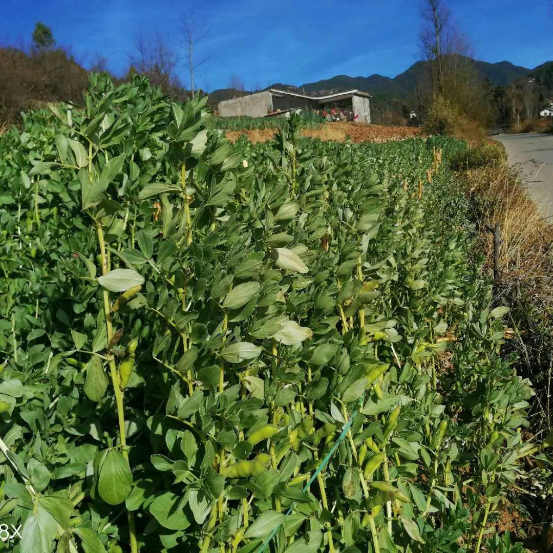 蚕豆怎么种才高产？有经验的农户都是这样做的