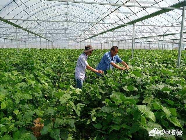 致富鸽子养殖农民图片_农民致富养殖鸽子_养鸽致富视频