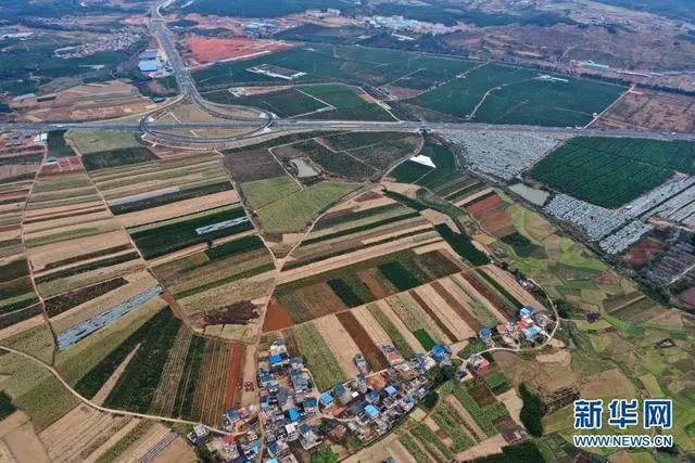 广西农村种植致富_在广西种植什么有前景_广西致富种植项目