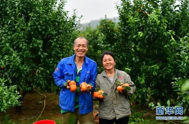 在广西种植什么有前景_广西农村种植致富_广西致富种植项目