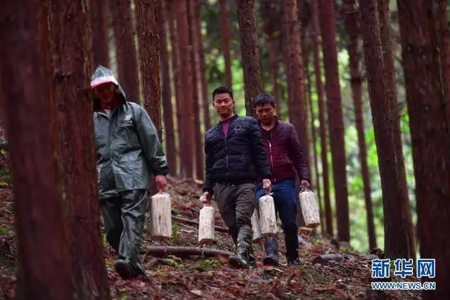 在广西种植什么有前景_广西致富种植项目_广西农村种植致富