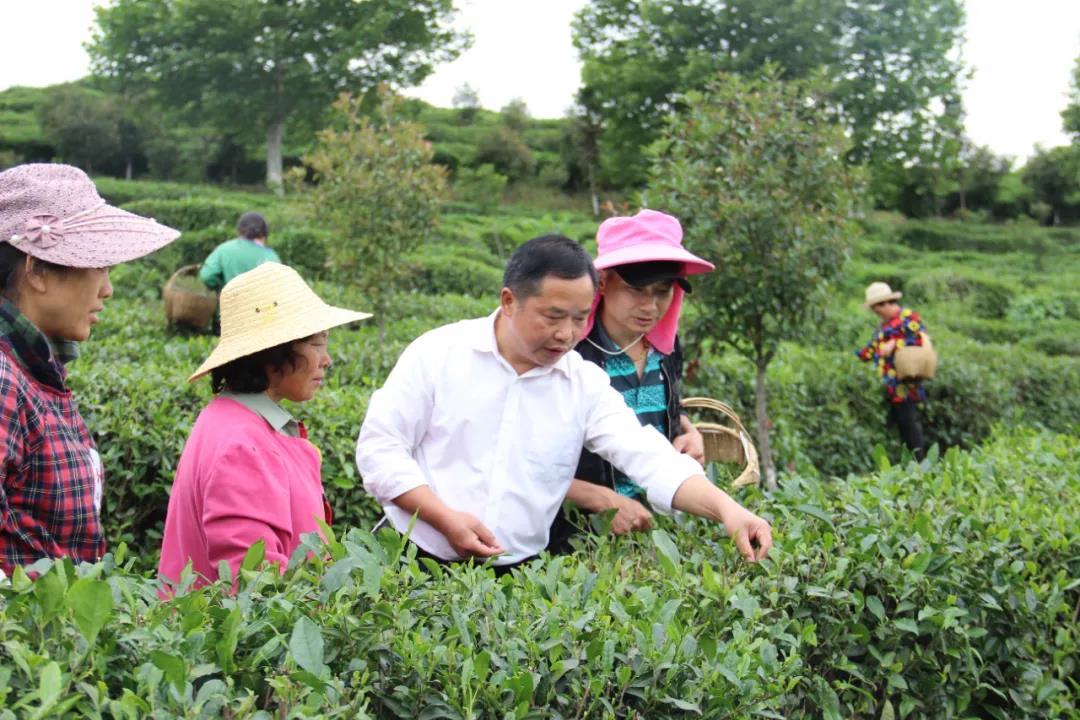 致富经种春剑_种红薯养猪致富故事_下山春剑矮种图片