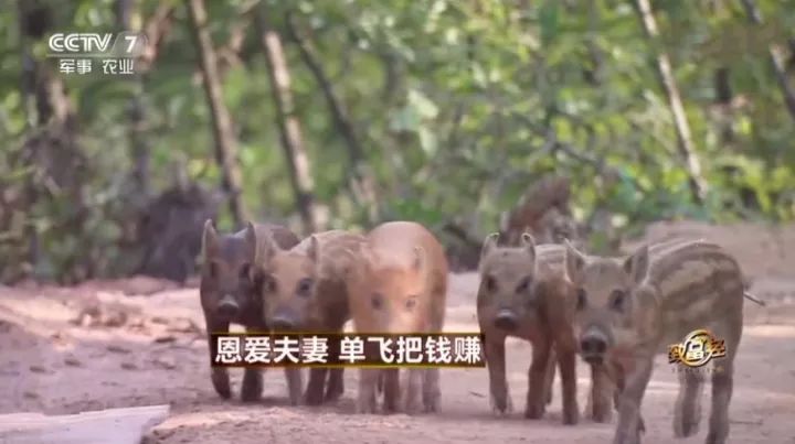 生财有道黑猪养殖视频_致富经黑猪养殖视频_每日农经黑猪养殖视频