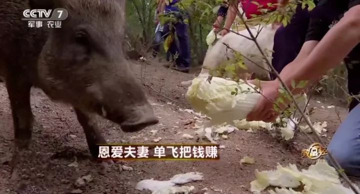 致富经黑猪养殖视频_每日农经黑猪养殖视频_生财有道黑猪养殖视频