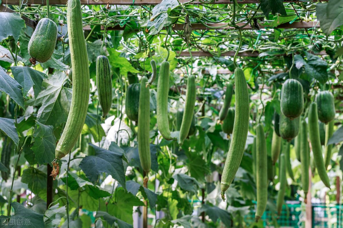 家庭丝瓜的种植技术_种植丝瓜家庭技术与管理_种植丝瓜家庭技术视频教程