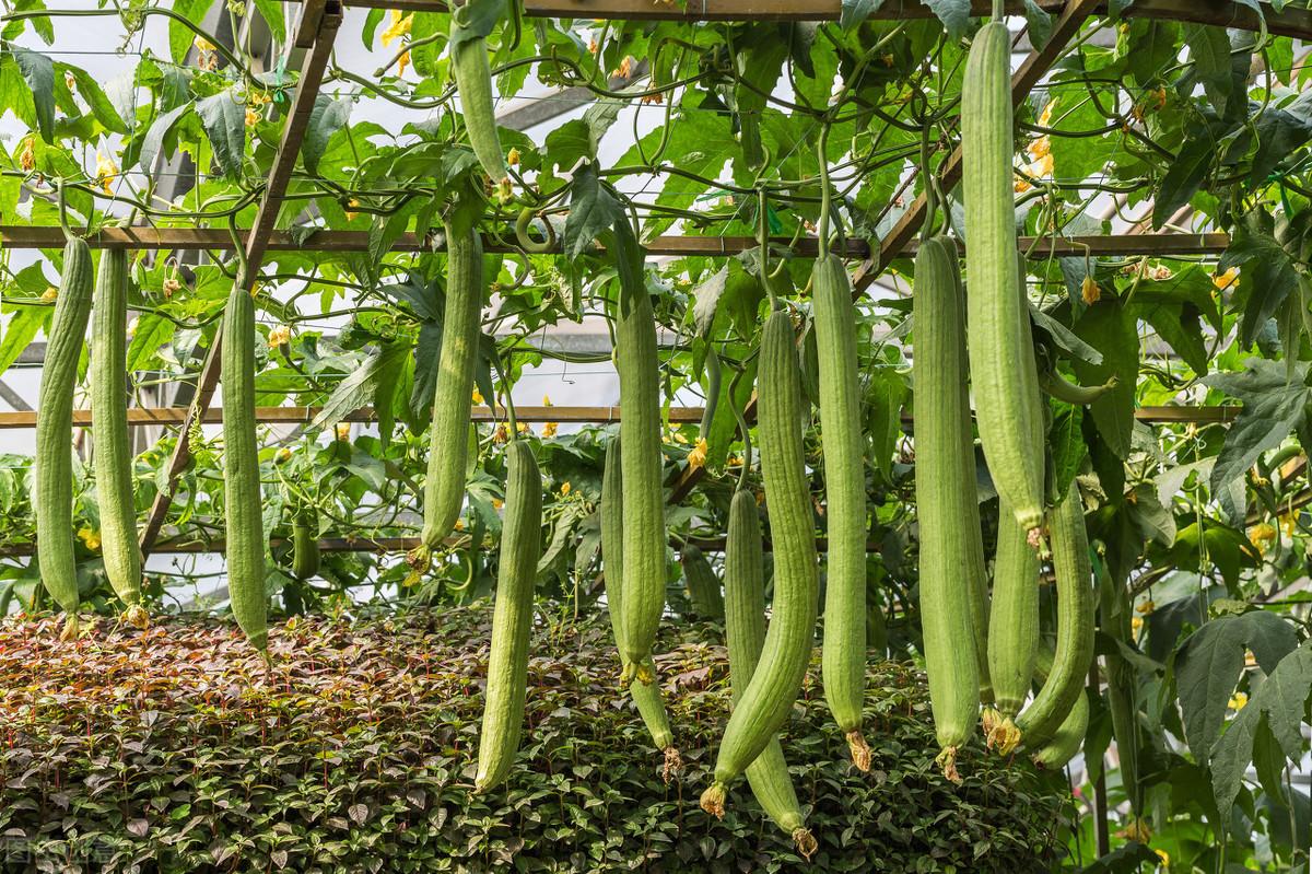 种植丝瓜家庭技术视频教程_种植丝瓜家庭技术与管理_家庭丝瓜的种植技术