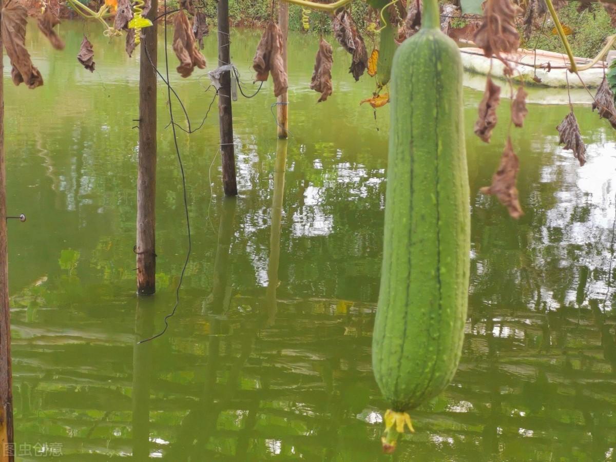 家庭丝瓜的种植技术_种植丝瓜家庭技术与管理_种植丝瓜家庭技术视频教程