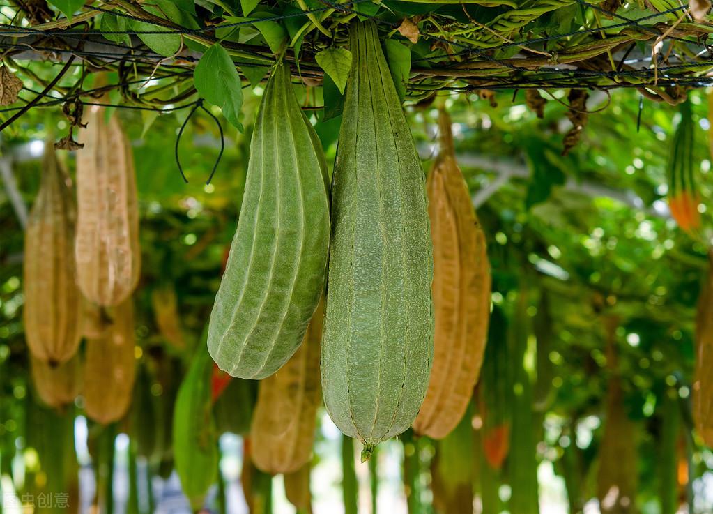 种植丝瓜家庭技术视频教程_种植丝瓜家庭技术与管理_家庭丝瓜的种植技术