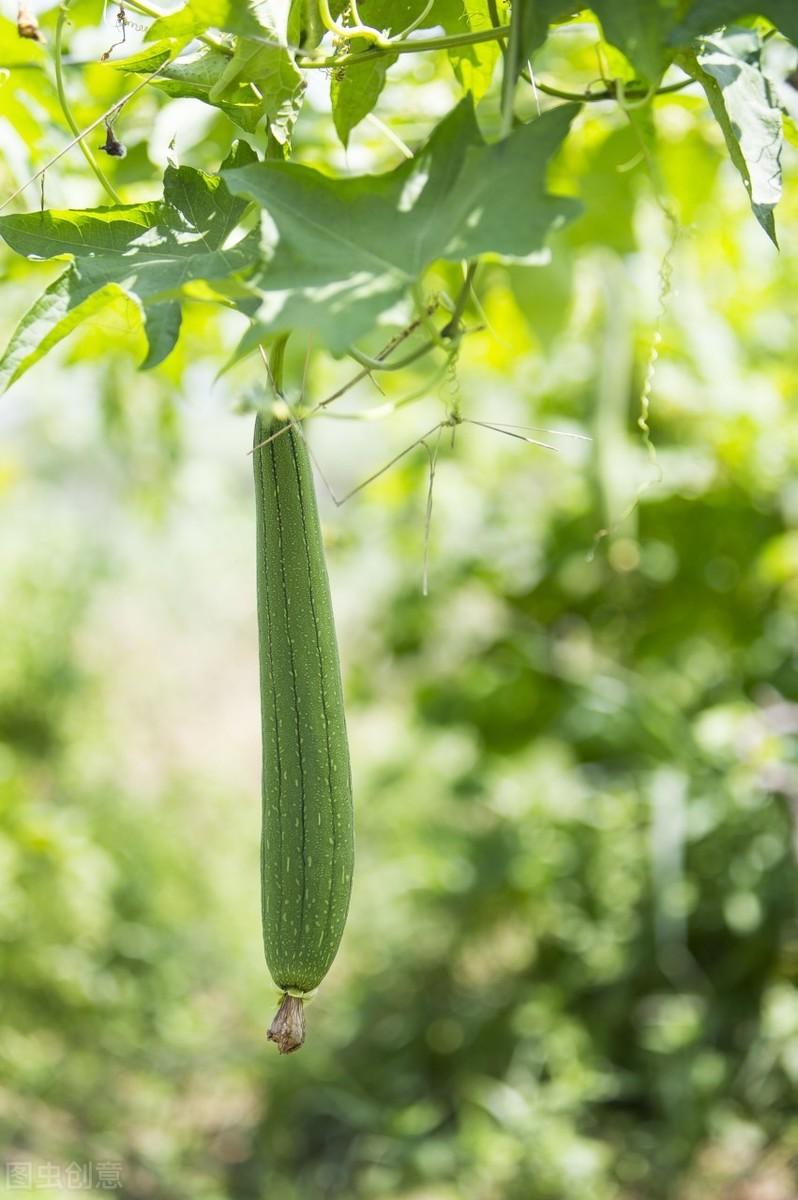 家庭丝瓜的种植技术_种植丝瓜家庭技术视频教程_种植丝瓜家庭技术与管理