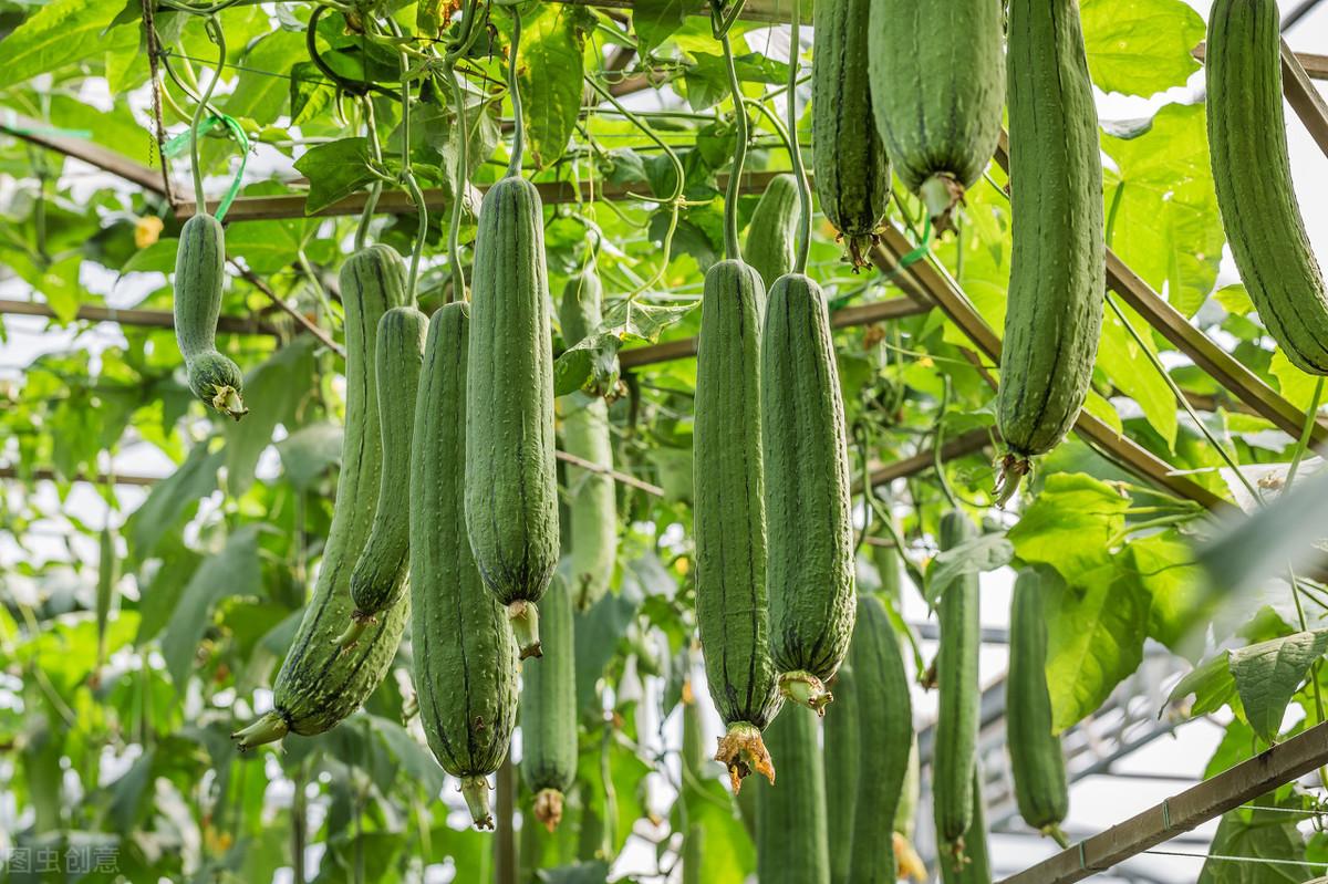 种植丝瓜家庭技术与管理_家庭丝瓜的种植技术_种植丝瓜家庭技术视频教程