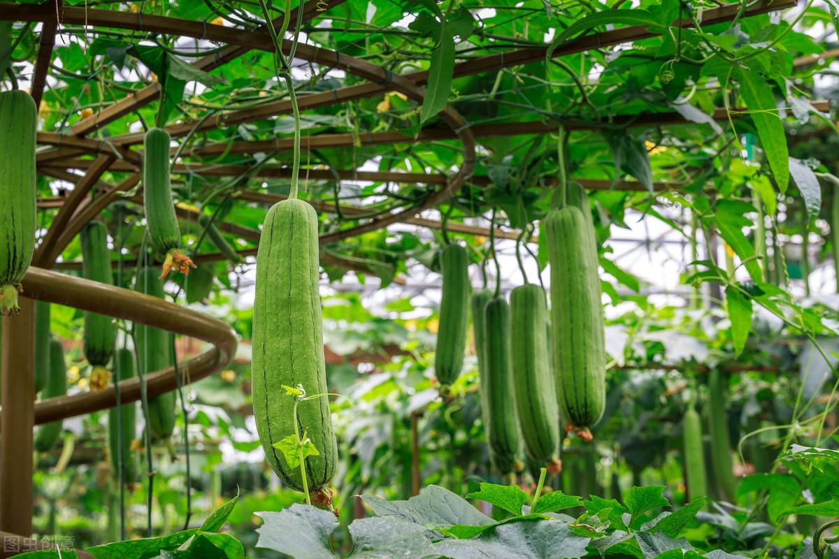 种植丝瓜家庭技术与管理_家庭丝瓜的种植技术_种植丝瓜家庭技术视频教程