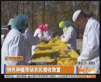 海蒜种植致富_大蒜种植海拔多少_致富经大蒜种植视频