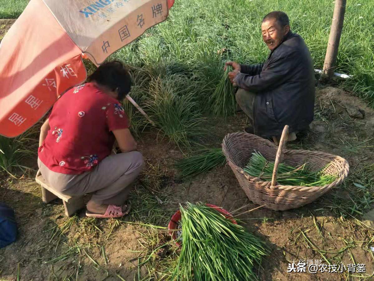 韭菜种植技术与栽培_关于韭菜种植技术_韭菜种植技术和时间