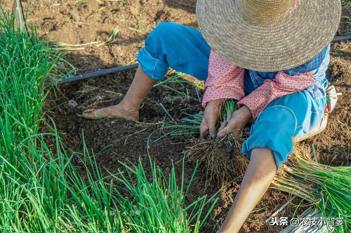 韭菜种植技术和时间_关于韭菜种植技术_韭菜种植技术与栽培