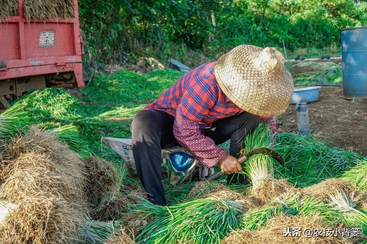 关于韭菜种植技术_韭菜种植技术与栽培_韭菜种植技术和时间