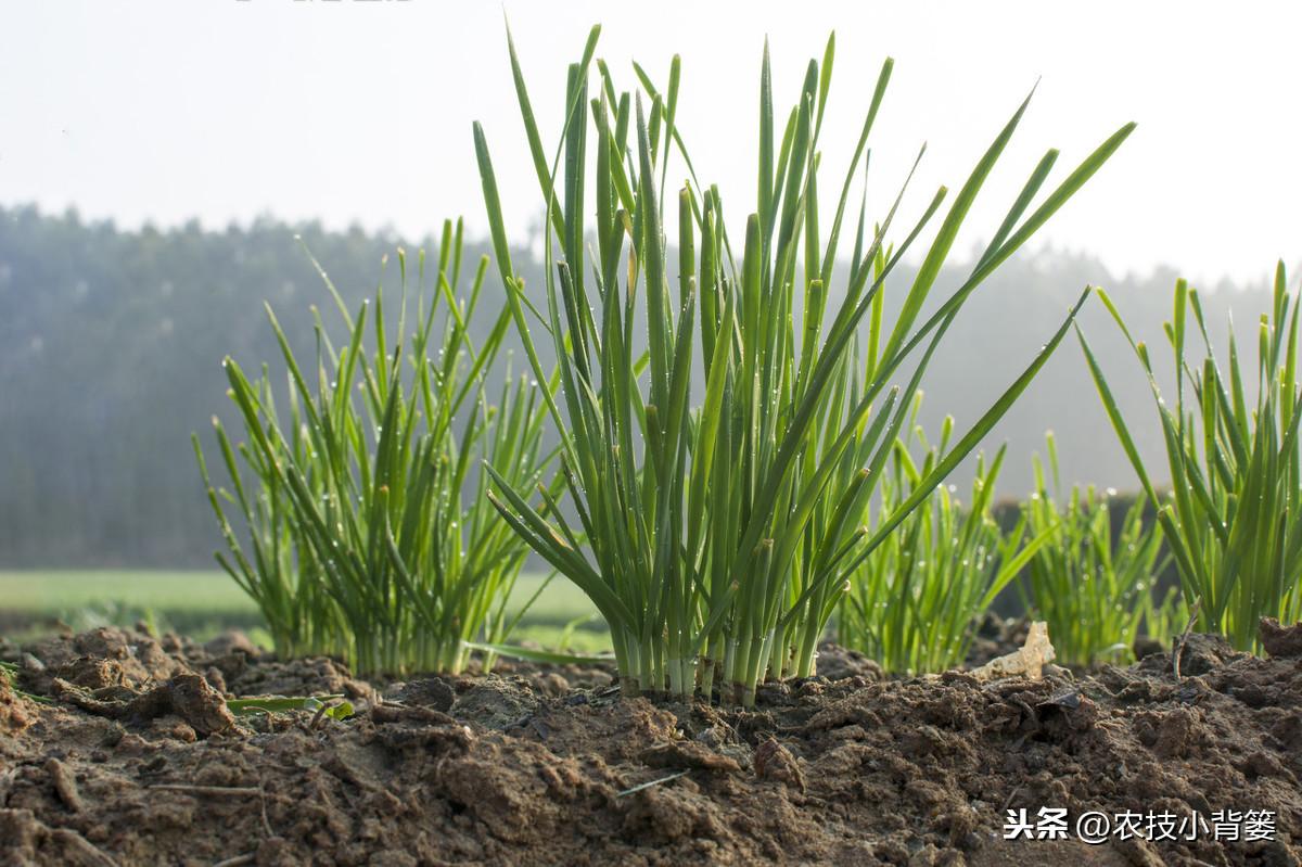 关于韭菜种植技术_韭菜种植技术与栽培_韭菜种植技术和时间