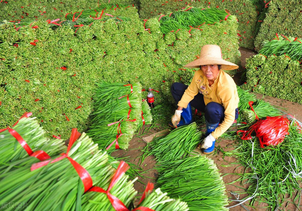 关于韭菜种植技术_五色韭菜种植技术_韭菜种植技术与管理方法