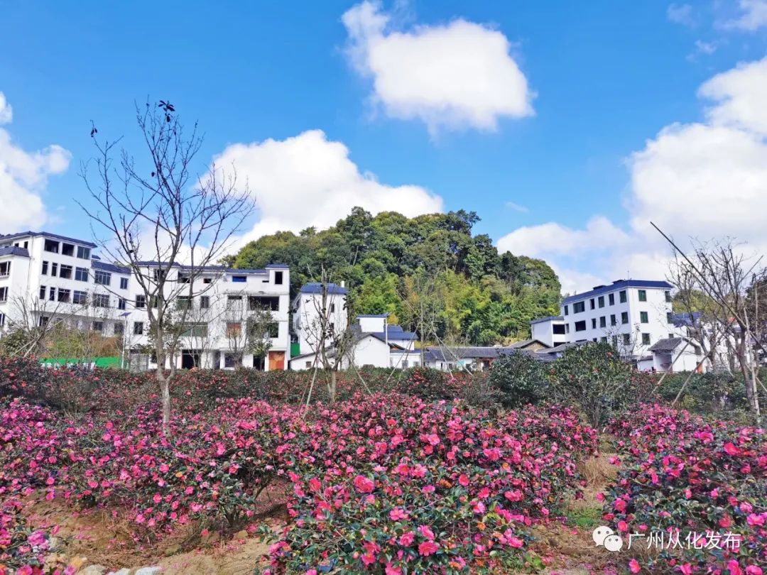 种植茶花的前景怎样_致富种植茶花图片_致富经茶花种植