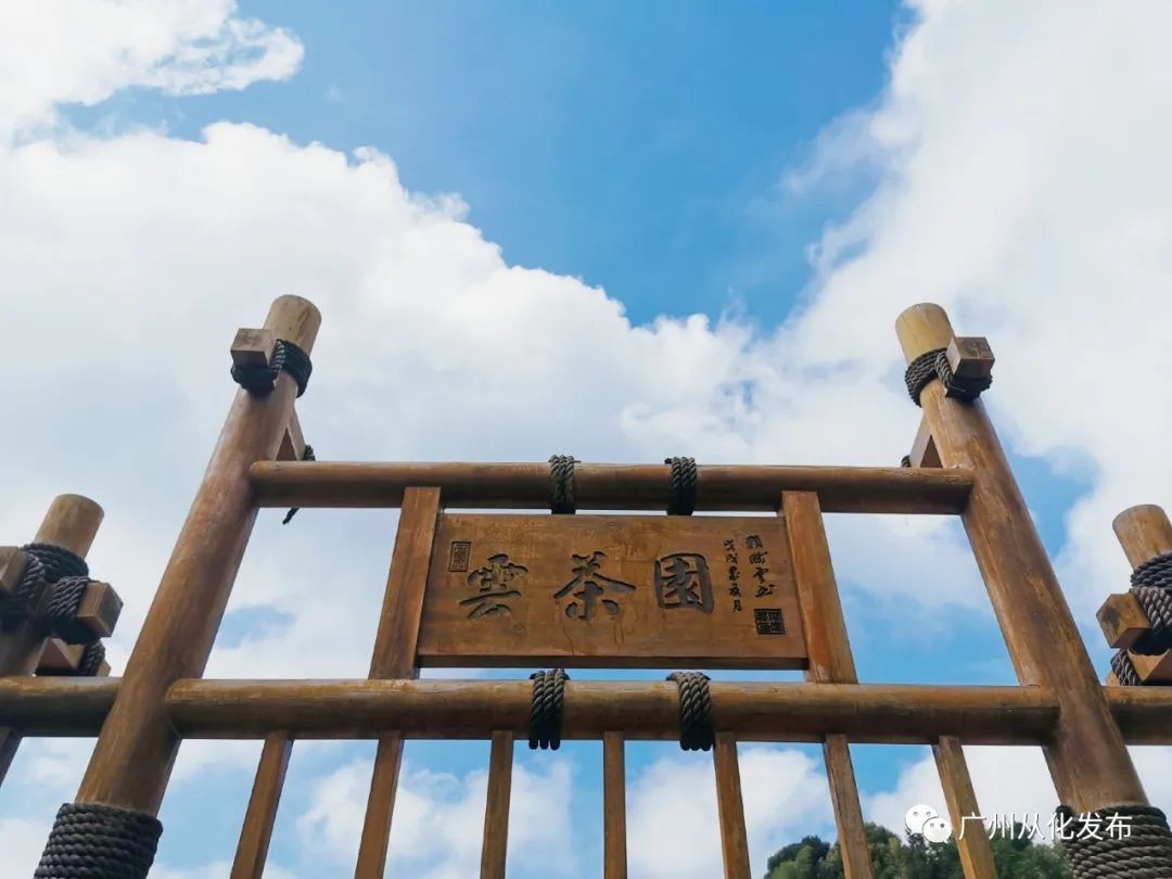 致富经茶花种植_种植茶花的前景怎样_致富种植茶花图片