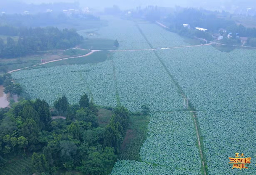 莲藕种植致富_致富经浅水藕种植技术_浅水藕种植视频