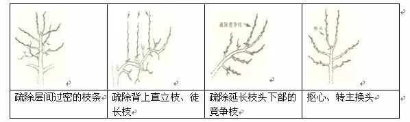 樱桃种植技术与管理视频_樱桃的修剪视频_种植樱桃修剪技术视频