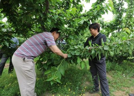 樱桃的修剪视频_樱桃种植技术与管理视频_种植樱桃修剪技术视频