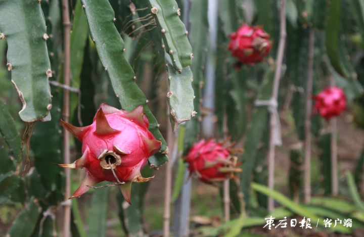 “南果北种”喜获丰收，红心火龙果在邳庄镇开出致富花