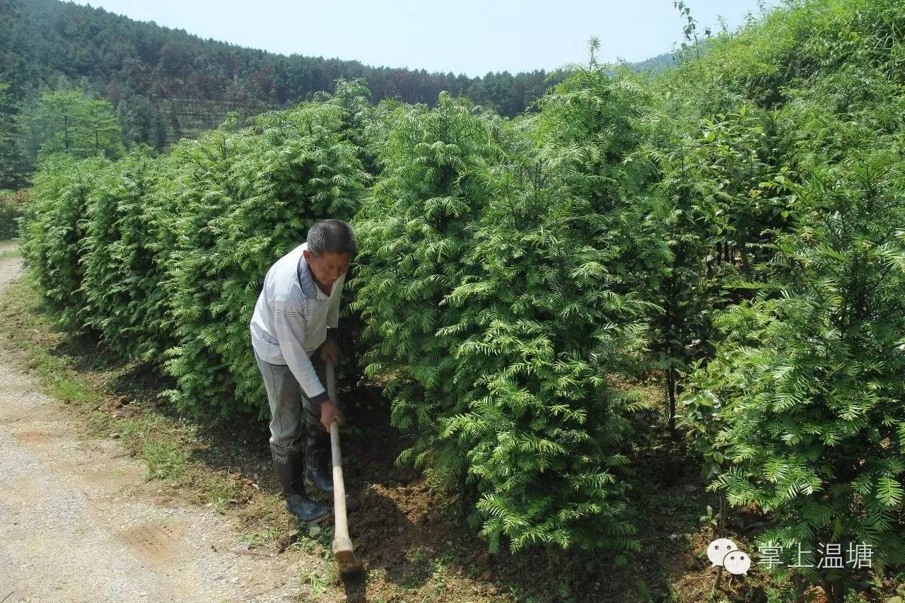 致富经茶花种植_种植茶花的前景怎样_种植茶花赚钱吗