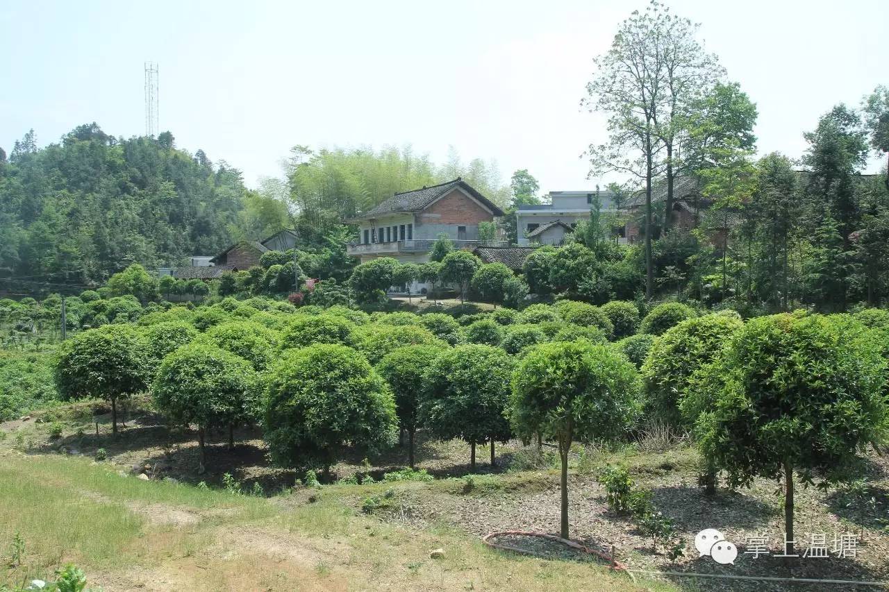 种植茶花的前景怎样_致富经茶花种植_种植茶花赚钱吗