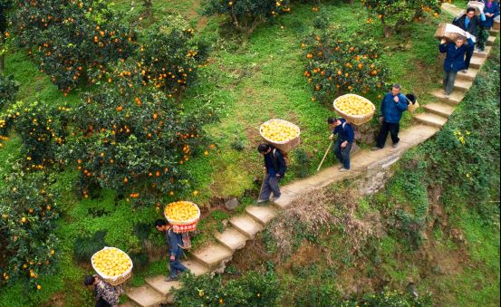 2021农业温室种植政策_农业温室种植致富项目汇报_温室种植简报