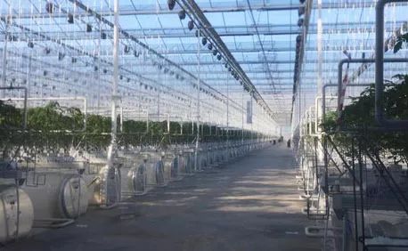 温室种植简报_2021农业温室种植政策_农业温室种植致富项目汇报