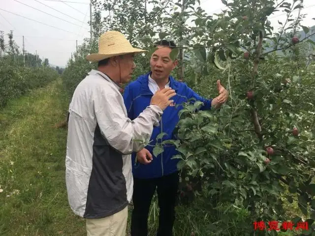 简要说明黄秋葵种植技术_黄秋葵种植效益怎么样_种植黄秋葵致富