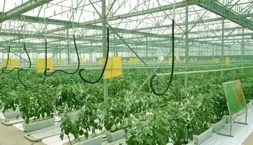 农业温室种植致富项目汇报_温室种植优势_温室种植什么前景最好