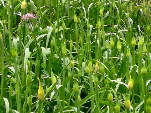 大棚韭菜种植技术_韭菜种植技术和时间_关于韭菜种植技术