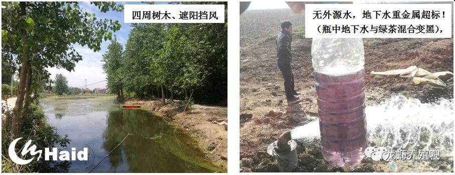 龙虾养殖挖塘技术_龙虾塘怎么挖视频_塘挖龙虾养殖技术视频