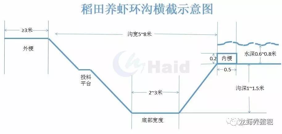 塘挖龙虾养殖技术视频_龙虾塘怎么挖视频_龙虾养殖挖塘技术