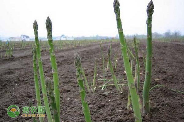 芦笋种植技术视频高清_芦笋最新种植技术_种植最新芦笋技术要求