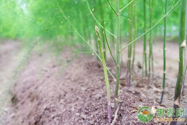 种植最新芦笋技术要求_芦笋最新种植技术_芦笋种植技术视频高清