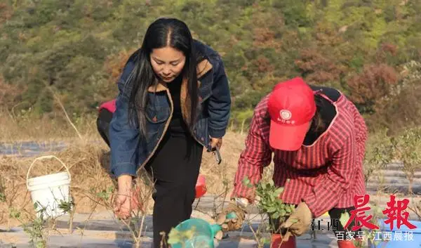 黄秋葵种植_简要说明黄秋葵种植技术_种植黄秋葵致富