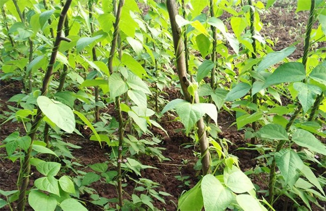 扁豆种植时间和方法